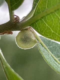 Feron atrimentum bisexual gall by EponineBunnyKickQueen. Used under a CC BY 4.0 license.
