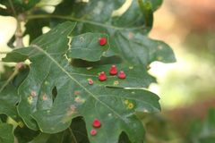 Feron kingi galls by Σ. Used under a CC BY-SA 4.0 license.