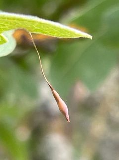 Feron pattersonae spring gall by EponineBunnyKickQueen. Used under a CC BY 4.0 license.