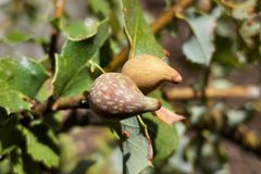 Beaked Spindle Gall by Madeleine Claire. Used under a CC BY 4.0 license.