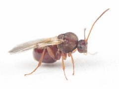 Heteroecus pacificus adult by Antoine Guiguet. Used under a CC BY 4.0 license.