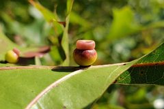 Kokkocynips rileyi oak gall crop by CriticalDrinking. Used under a CC BY-SA 4.0 license.