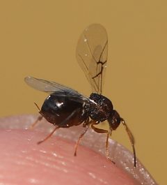 2023 06 08 Melikaiella tumifica8 by Ralf Huber. Used under a CC BY-SA 4.0 license.