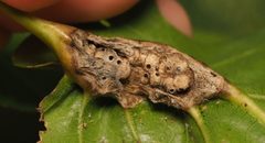 Melikaiella tumifica 159480994 by Adam Kranz. Used under a CC0 license.