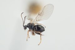 Neuroterus anthracinus 17782 by Arnstein Staverløkk, Norsk institutt for naturforskning. Used under a CC BY-SA 4.0 license.