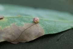 Neuroterus anthracinus gall 17469 by Arnstein Staverløkk, Norsk institutt for naturforskning. Used under a CC BY-SA 4.0 license.