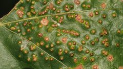Neuroterus saltarius galls by iNaturalist user: megachile. Used under a CC0 license.