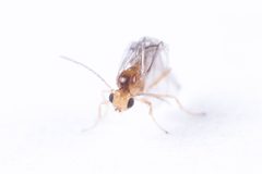 Neuroterus saltatorius 258872901 by Antoine Guiguet. Used under a CC BY 4.0 license.