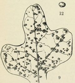 Neuroterus saltatorius illustration by Edna Libby Beutenmüller. Used under a Public domain license.