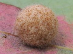Philonix nigra gall by Theo Rickert. Used under a CC BY 4.0 license.