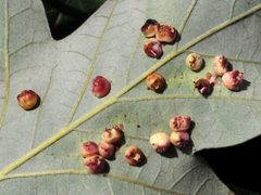 Phylloteras volutellae galls on Quercus bicolor by Peter Chen 2.0. Used under a CC BY 4.0 license.