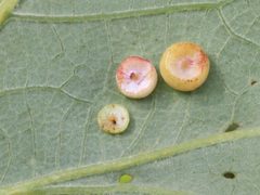 Phylloteras volutellae galls on Quercus macrocarpa by Peter Chen 2.0. Used under a CC BY 4.0 license.