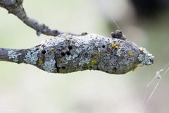 Protobalandricus spectabilis gall by Ken-ichi Ueda. Used under a CC BY 4.0 license.