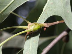 Zapatella quercusphellos 1 by Jeff Clark. Used under a CC BY 4.0 license.