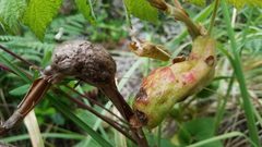 Diastrophus kincaidii by Alan Rockefeller. Used under a CC BY 4.0 license.