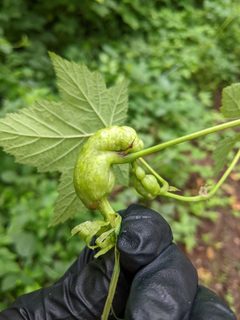 Thimbleberry gallmaker by Mbdfar. Used under a CC BY-SA 4.0 license.