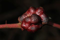 Diastrophus nebulosus by Judy Gallagher. Used under a CC BY 2.0 license.