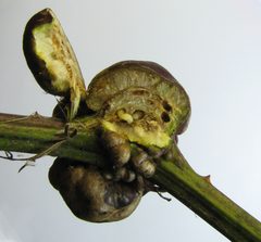 Diastrophus nebulosus gall by Beatriz Moisset. Used under a CC BY-SA 4.0 license.