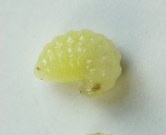 Diastrophus nebulosus larva by Beatriz Moisset. Used under a CC BY-SA 4.0 license.