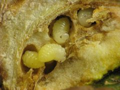 Diastrophus nebulosus larvae. gall by Beatriz Moisset. Used under a CC BY-SA 4.0 license.