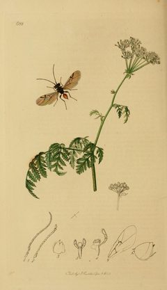 Britishentomologyvolume3Plate688 by Curtis. Used under a Public domain license.