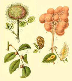 Galls of European Diplolepis species by Abalg with original drawing by Schroder, Christoph Wilhelm Marcus. Used under a CC BY-SA 4.0 license.