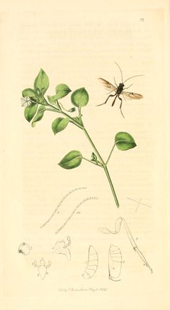 Britishentomologyvolume1Plate22 by John Curtis. Used under a Public domain license.