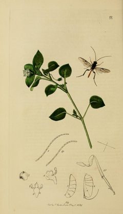 Britishentomologyvolume3Plate22 by John Curtis
. Used under a Public domain license.