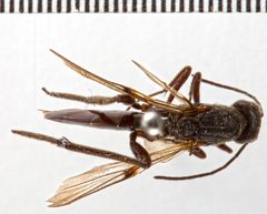 Ibalia leucospoides by Emma Wahlberg. Used under a CC BY-SA 3.0 license.