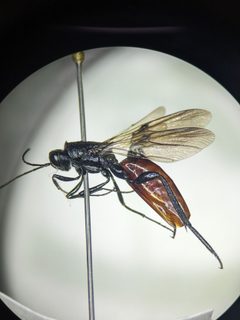 Ibalia leucospoides 213957911 by Alexandria 'Alex' Wenninger. Used under a CC BY 4.0 license.