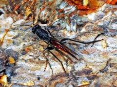 Ibaliidae - Ibalia leucospoides by Hectonichus. Used under a CC BY-SA 4.0 license.