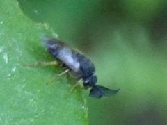 Diprion similis by iNaturalist Canada user: christine123. Used under a CC BY 4.0 license.