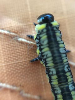Diprion similis 228655756 by Marilyne Busque-Dubois. Used under a CC BY 4.0 license.