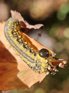 Diprion similis 235411267 by Will Kuhn. Used under a CC BY 4.0 license.