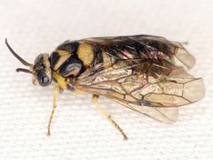 Gilpinia hercyniae by Stuart Tingley. Used under a CC BY-SA 4.0 license.
