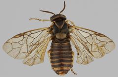 Gilpinia hercyniae f by Pekka Malinen, Luomus. Used under a CC BY-SA 4.0 license.