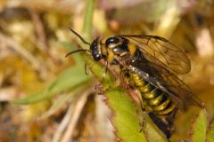 Gilpinia polytoma - lindsey by James K. Lindsey. Used under a CC BY-SA 3.0 license.