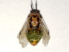 Neodiprion abbotii by Arturo Santos. Used under a CC BY 4.0 license.