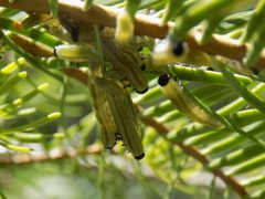 Neodiprion abietis larvae by Alejandro Gómez Nísino. Used under a CC BY-SA 4.0 license.