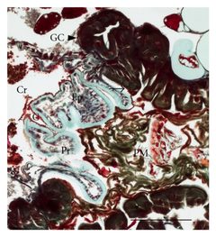 Posterior-end-of-the-foregut-left-showing-the-crop-Cr-and-proventriculus-Pr-with-its-thick-cuticle-C-and-subtending-epit by Christopher J. Lucarotti, Beatrixe H. Whittome-Waygood, David B. Levin. Used under a CC BY 4.0 license.