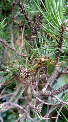 RedHeadedPineSawflyLarvae-MugoBush-AmherstMA-20150806 by Lquilter. Used under a CC BY-SA 4.0 license.