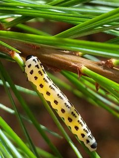 Neodiprion pinetum 237206832 by Matt Schultz. Used under a CC0 license.