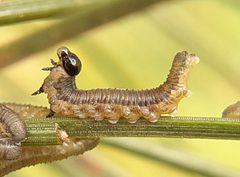 Neodiprion sertifer 204389189 by Will Linnard. Used under a CC BY 4.0 license.