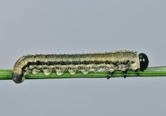 Neodiprion sertifer 289042606 by Gilles San Martin. Used under a CC BY-SA 4.0 license.