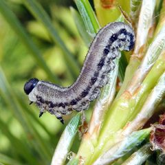 Neodiprion sertifer 86130556 by Barry Walter. Used under a CC BY 4.0 license.