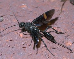 Pristaulacus fasciatus P1200148a by 
xpda. Used under a CC BY-SA 4.0 license.