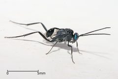 Evania appendigaster by Muhammad Mahdi Karim. Used under a GFDL 1.2 license.