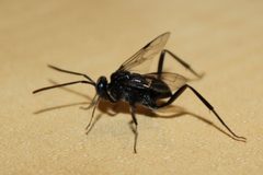 Evania appendigaster 3 by David Crummey. Used under a CC BY 2.0 license.