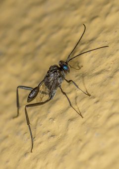 Evania appendigaster Brazil by Zezinho68. Used under a CC BY-SA 4.0 license.