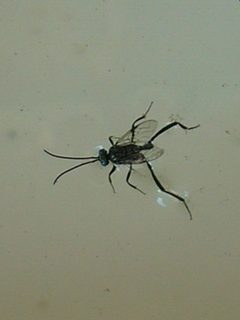 Evania appendigaster in Thailand by User:Mattes. Used under a Public domain license.